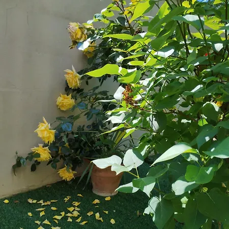 Ocean * شيوفوك