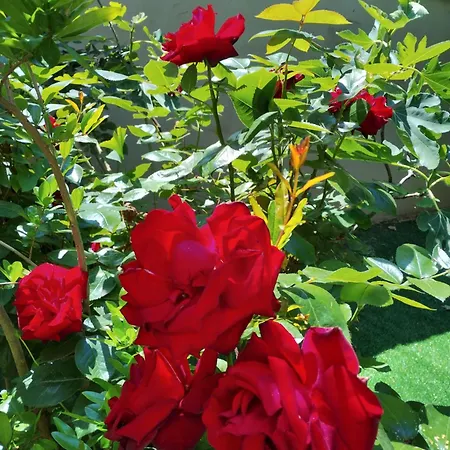 Ocean Διαμέρισμα Σίοφοκ