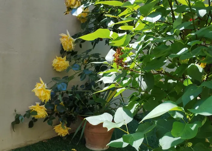 Ocean * Шиофок