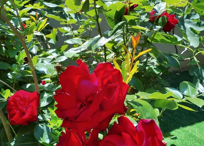 Ocean Appartement Siófok